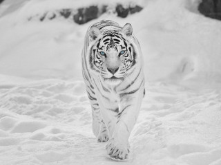 White tiger snow black white - a white tiger free wallpaper for desktop
