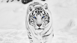 White tiger blue eyes snow - a white tiger free wallpaper