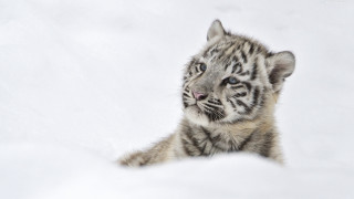 White tiger cub snow curious - a curious look free wallpaper