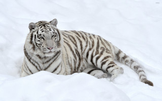 White tiger snow sad looking 2 - a white tiger free wallpaper