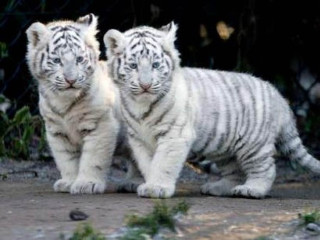 Two white tiger cubs walking - a zoo enclosure free wallpaper
