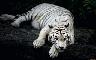 White tiger rock dark eyes - one paw free wallpaper