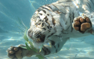 White tiger swimming pool plant - sharp claw free wallpaper for desktop