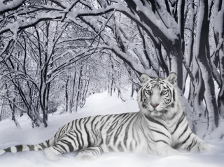 White tiger snow trees ground 2 - a white tiger free wallpaper for desktop
