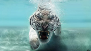 White tiger swimming water mouth - tooth free wallpaper