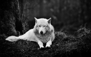 White wolf laying in grass - a tree in a forest free wallpaper