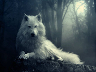 White wolf sitting rock woods - foggy sky above free wallpaper