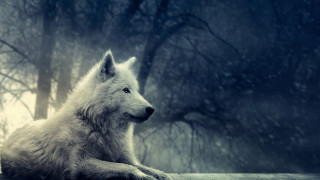 White wolf wooden ledge forest 2 - a white wolf free wallpaper