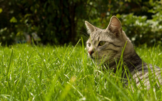 Cat laying grass looking distance - grass free wallpaper