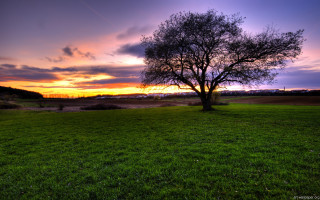 Tree field sunset clouds sky 10 - a tree in a field free wallpaper