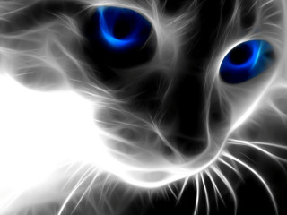 Black white cat blue eyes 3 - cat free wallpaper
