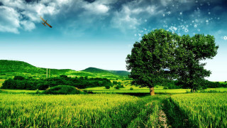 Plane green field cloudy sky 2 - afewerk tekle free wallpaper
