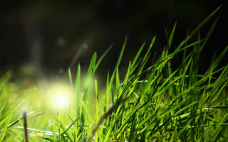 Grass closeup blurry background sunlight - grass free wallpaper for desktop