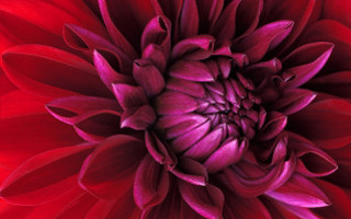 Red flower black white green - a white center free wallpaper