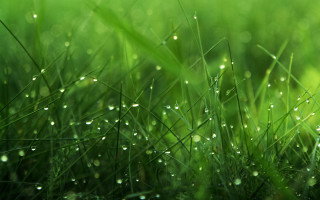 Close up grass water droplets - a close up of grass free wallpaper
