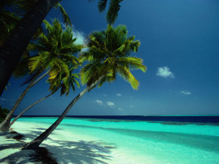 Beach palm trees clear water 9 - clear blue water free wallpaper