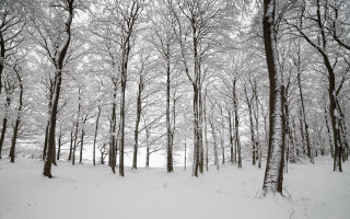 Person riding skis snowy woods - postminimalism free wallpaper