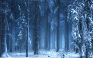 Snowy forest trees snow ground - tree and snow free wallpaper
