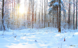 Snow covered forest trees skiing - forest free wallpaper