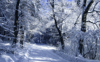 Snowy forest path bench cherry - snow free wallpaper