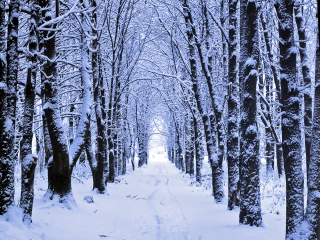 Snowy path trees branches fireworks - thin free wallpaper