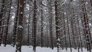 Forest tall trees snow snowflakes - covered ground free wallpaper
