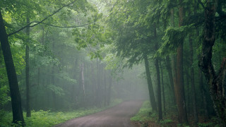 Dirt road forest trees fog 2 - a dirt road in the middle of a forest free wallpaper for desktop