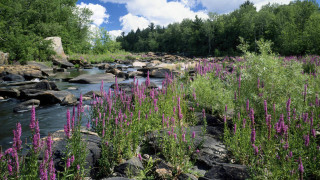 River flowers forest clouds bridge - the foreground and a forest in the background free wallpaper