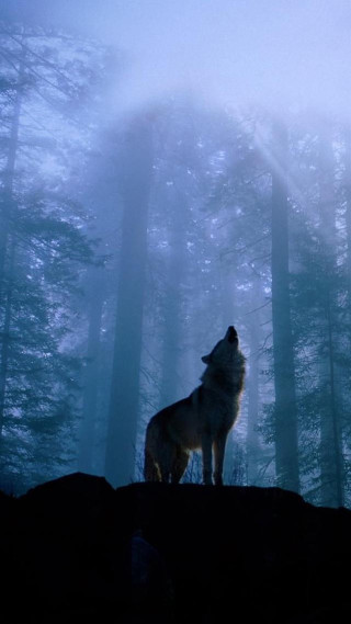 Wolf hill woods night fog - free forest wallpaper for mobile