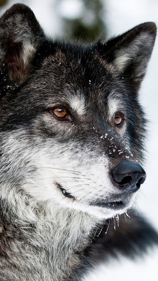 Wolf snow face looking distance - caspar wolf free wallpaper for mobile