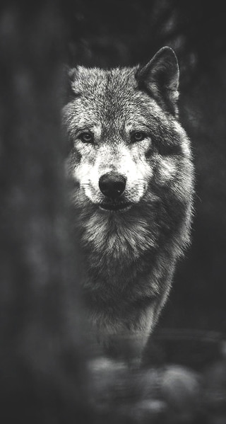 Wolf looking out window camera - free dogs wallpaper for mobile