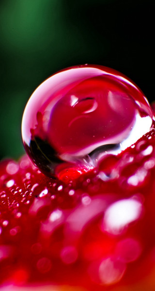 Red liquid droplet flower stem - a close up free wallpaper for mobile