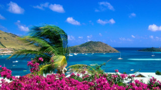 Tropical island pink flowers blue - a blue ocean free wallpaper