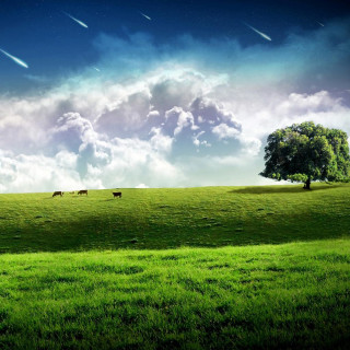 Green field tree cows sky - a sky free wallpaper for tablet