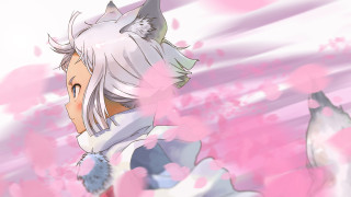 Anime whitehair catears pinkflowers cherryblossoms - a anime character free wallpaper