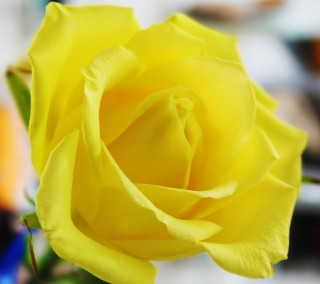Yellow rose vase flowers background - anna maria barbara abesch free wallpaper for tablet
