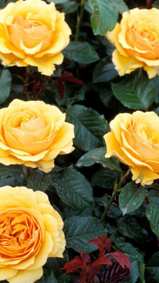 Yellow roses green leaves garden - rococo free wallpaper for mobile