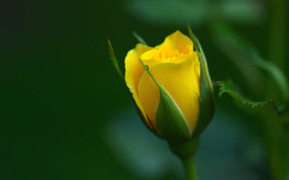 Yellow rose green stem blurry - a yellow rose free wallpaper