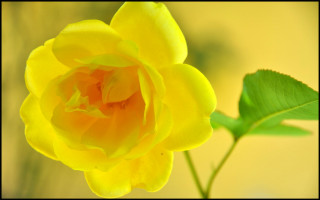 Yellow rose green stem yellow - a yellow rose free wallpaper