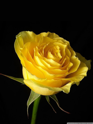 Yellow rose dark background green - anna maria barbara abesch free wallpaper for mobile