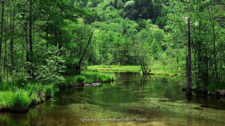 River lush green forest trees 2 - chang daichien free wallpaper