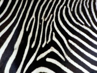 Zebra closeup skin pattern black - op art free wallpaper
