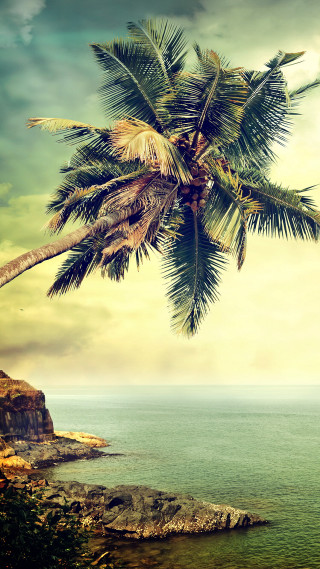 Palm tree cliff ocean boat - palm tree free wallpaper for mobile