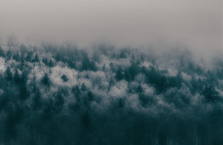 Black white forest plane flying - a foggy sky above free wallpaper