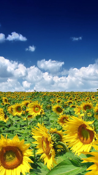 Sunflower field blue sky clouds 6 - free summer wallpaper for mobile