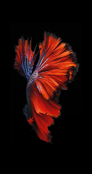 Red blue fish black background 3 - fish free wallpaper for mobile