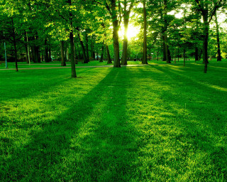 Grassy field trees bench sunshine 4 - the other side free wallpaper