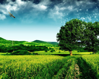 Plane over lush green field - overhead free wallpaper