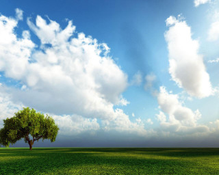 Tree field sky clouds background 2 - a tree in a field free wallpaper for desktop