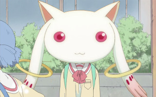 Cat blue eyes white pink - facial free wallpaper for desktop